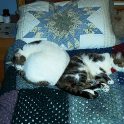 Cats